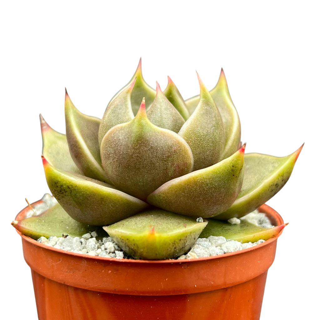 Echeveria 'Crystal Tower'