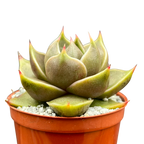 Echeveria 'Crystal Tower'