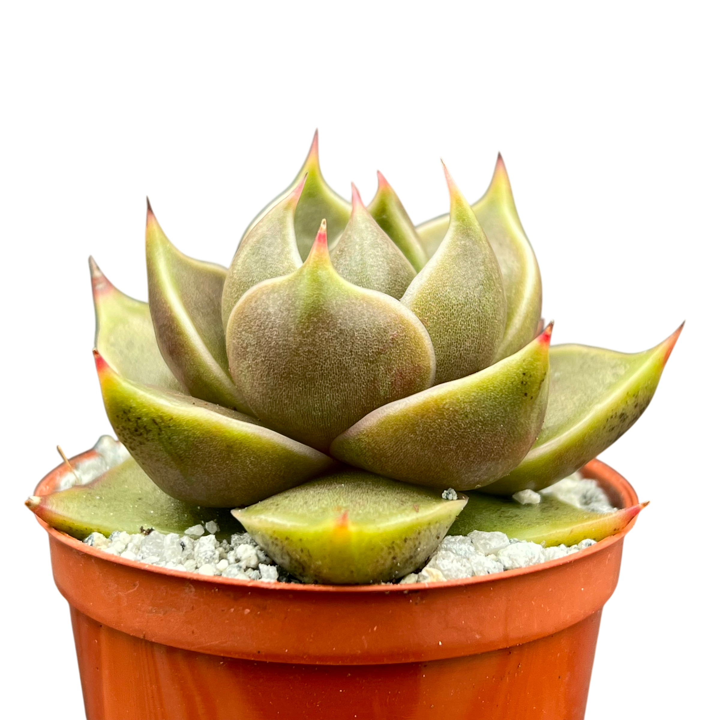 Echeveria 'Crystal Tower'
