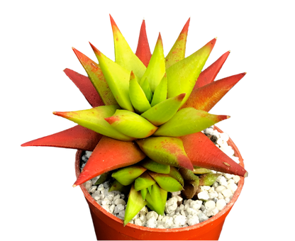 Astroloba skinneri