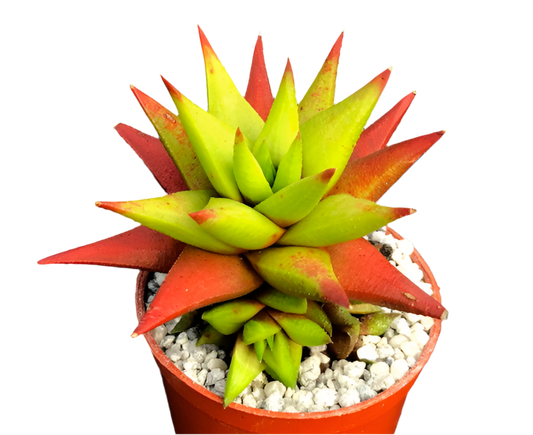 Astroloba skinneri