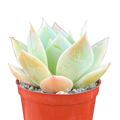 Echeveria 'Neptune'