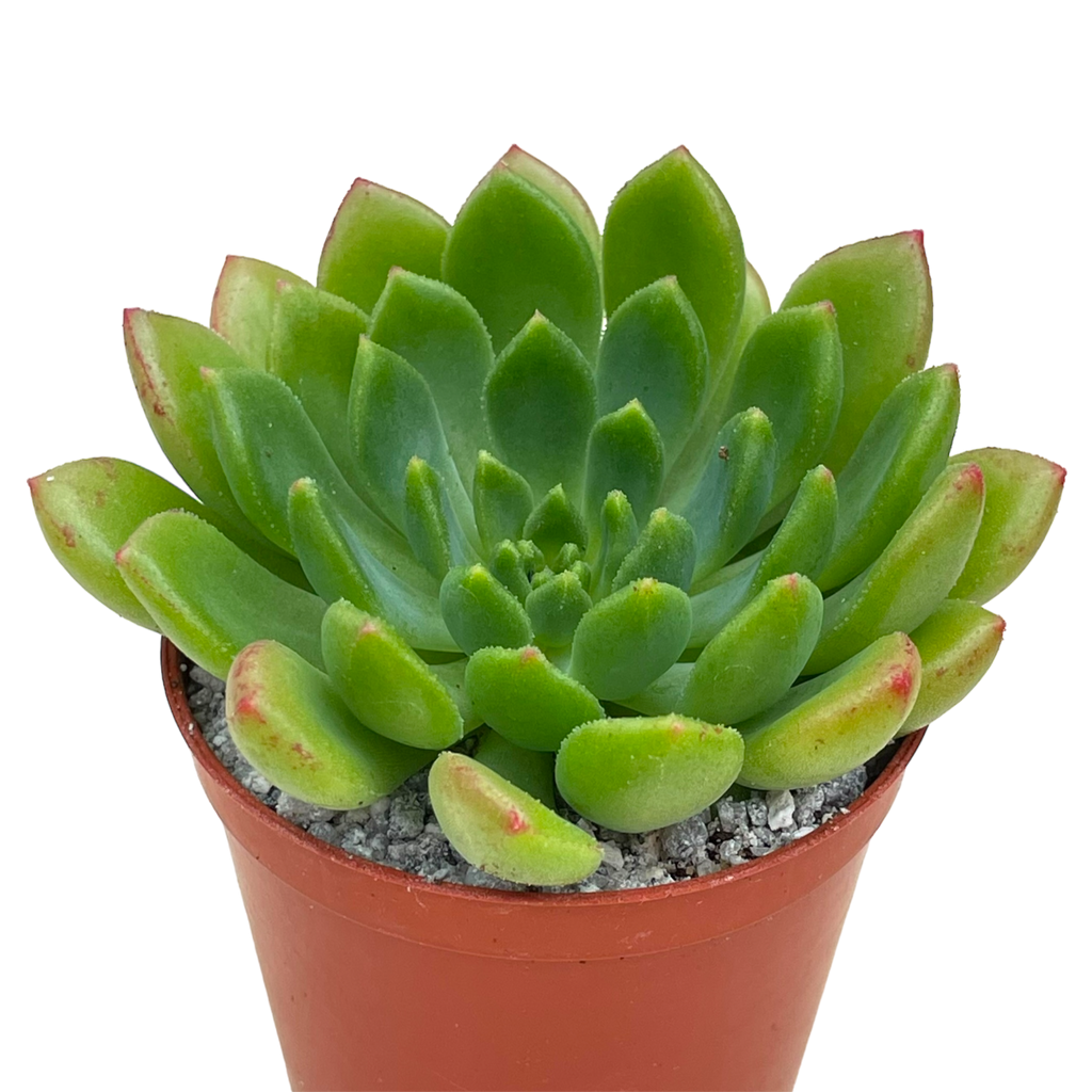 Echeveria 'Ron Evans'