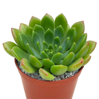 Echeveria 'Ron Evans'