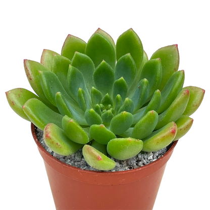 Echeveria 'Ron Evans'