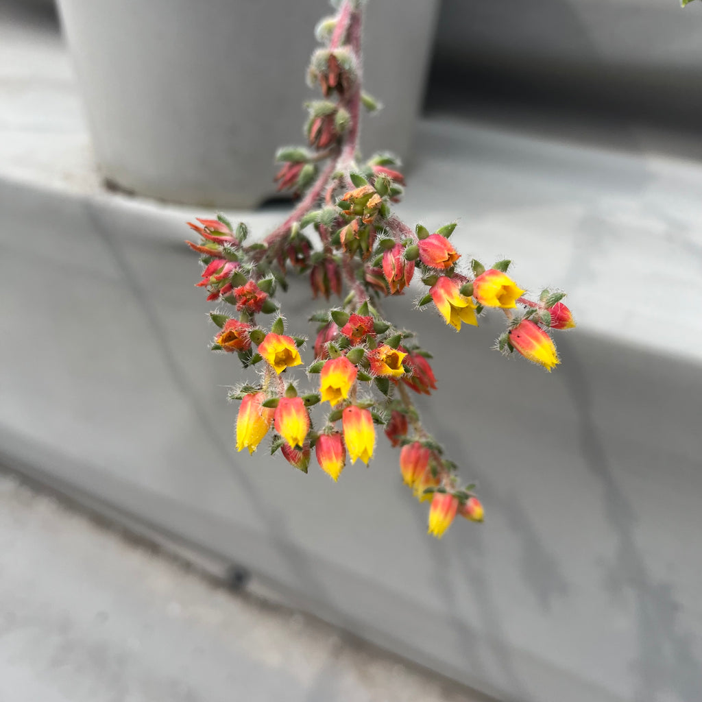 Echeveria 'Tarantula'