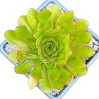 Aeonium 'Cupcake'