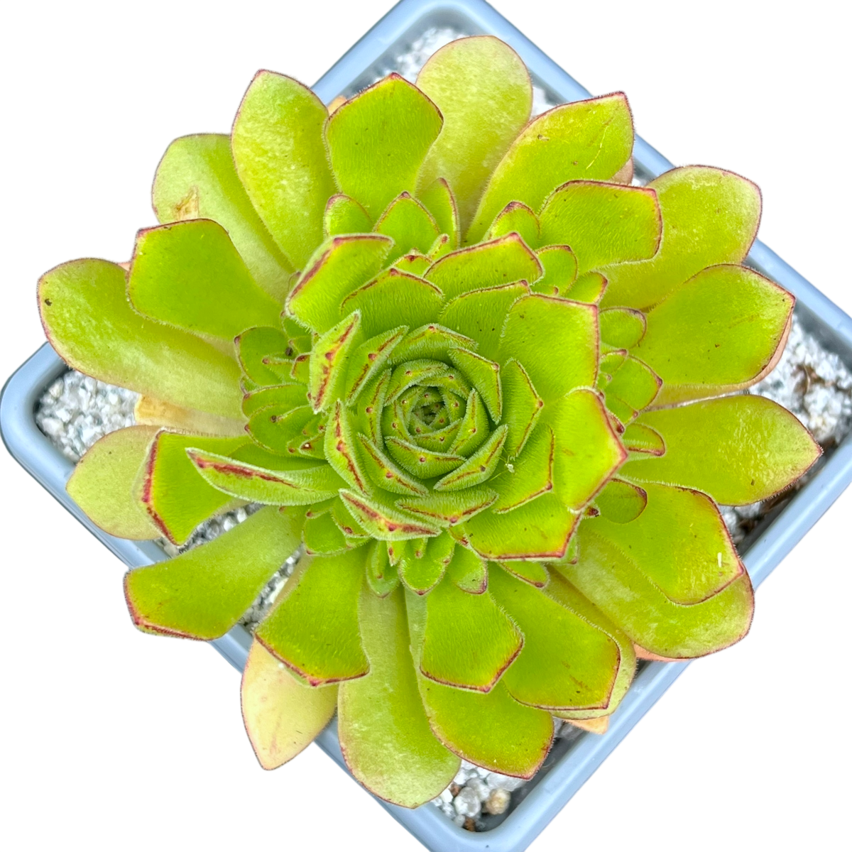 Aeonium 'Cupcake'