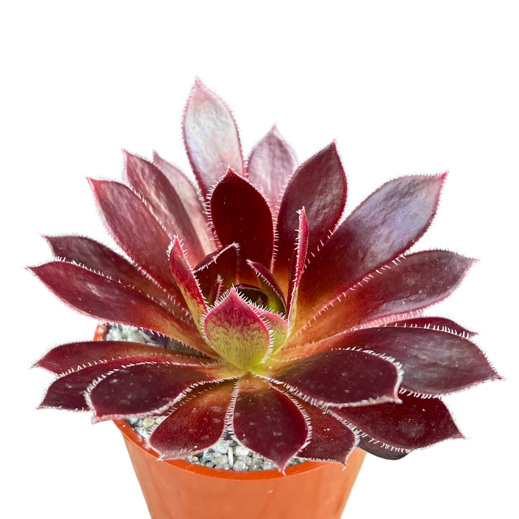 Aeonium 'Firecracker'
