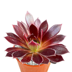Aeonium 'Firecracker'