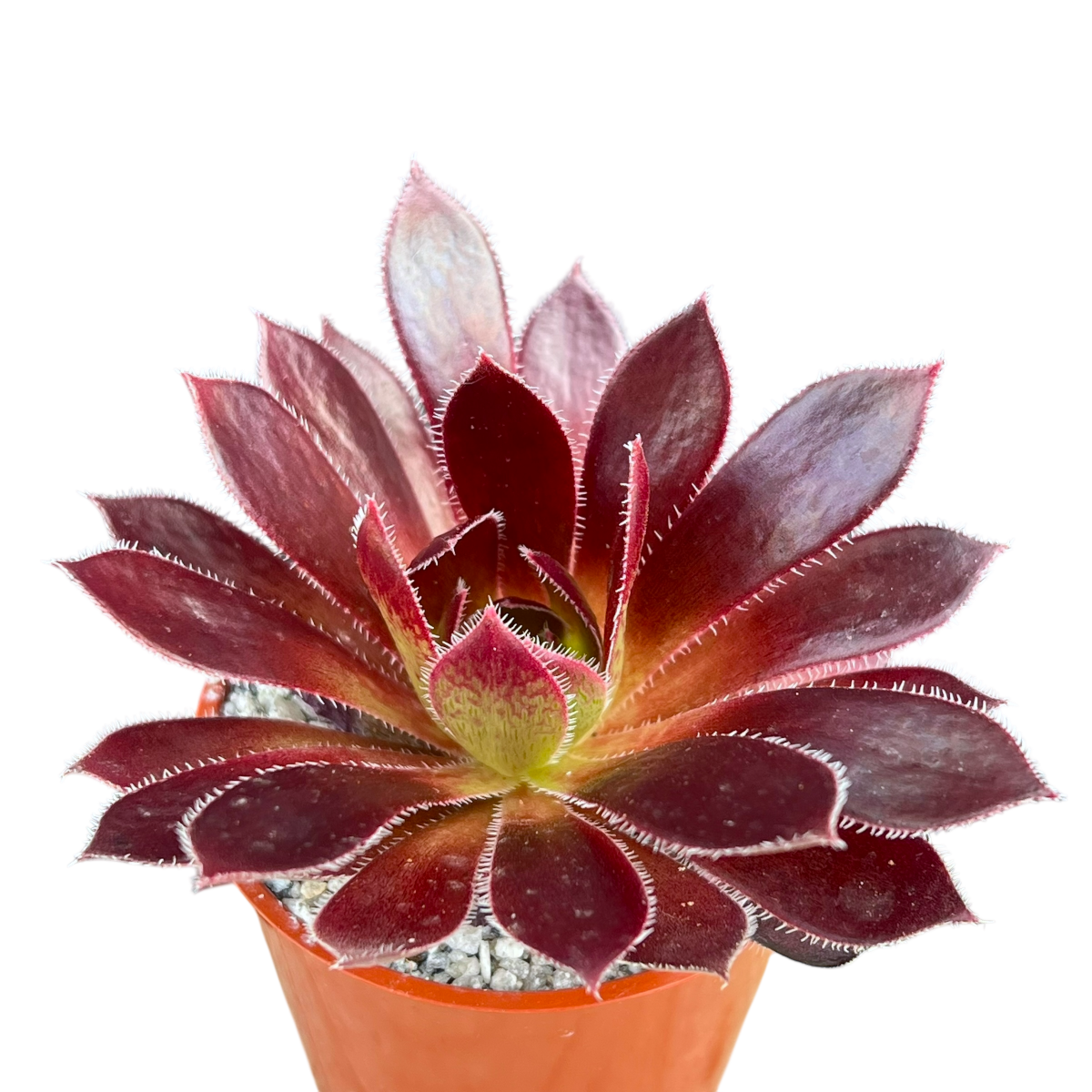 Aeonium 'Firecracker'