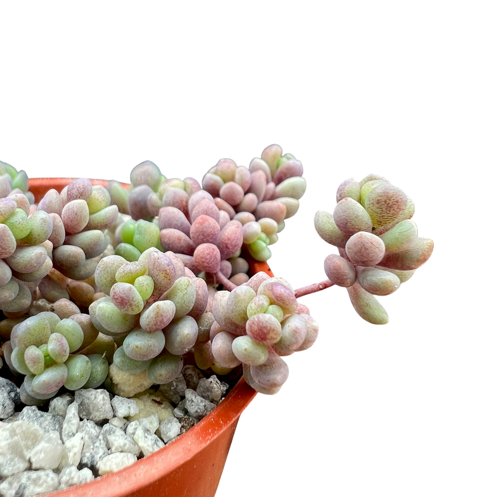 Sedum dasyphyllum major