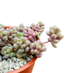 Sedum dasyphyllum major