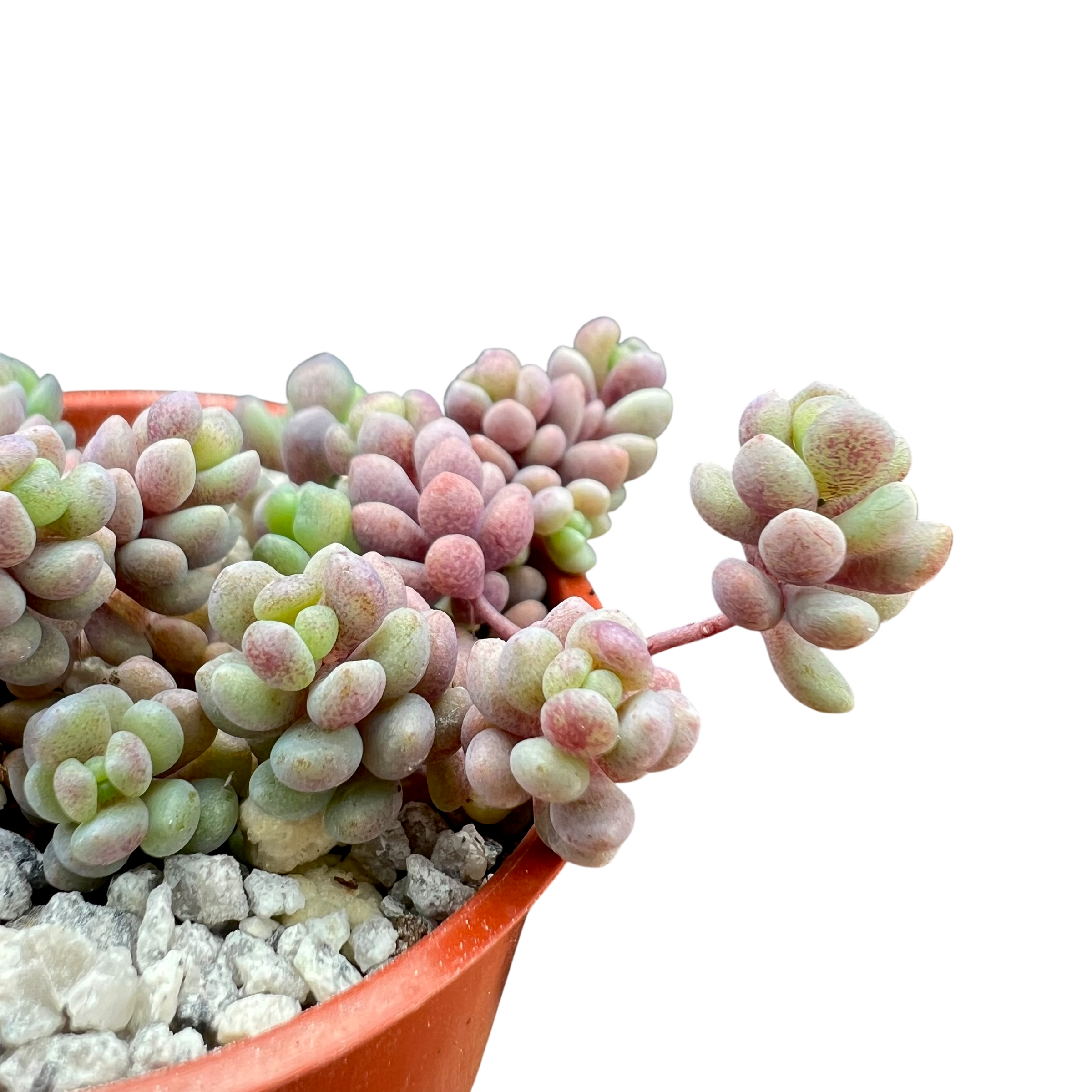 Sedum dasyphyllum major
