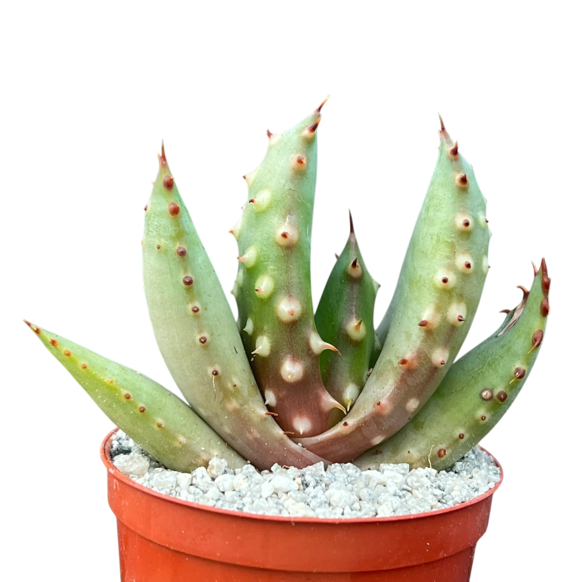 Aloe aculeata
