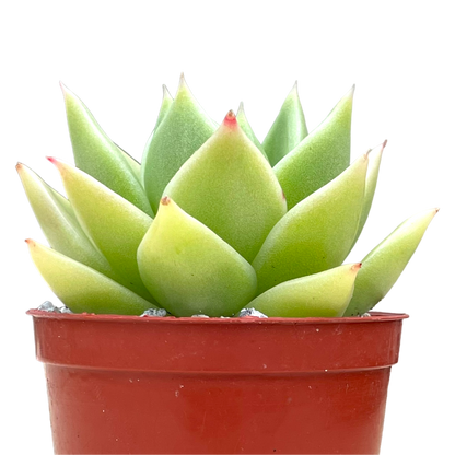 Echeveria 'Corymbosa'