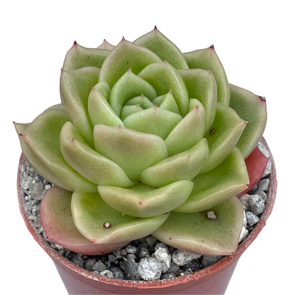 Echeveria 'Crystal Maze'