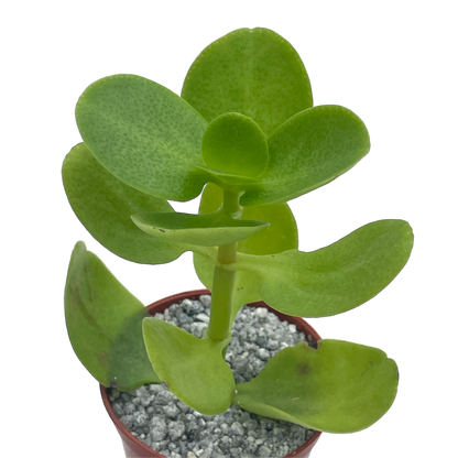 Crassula multicava