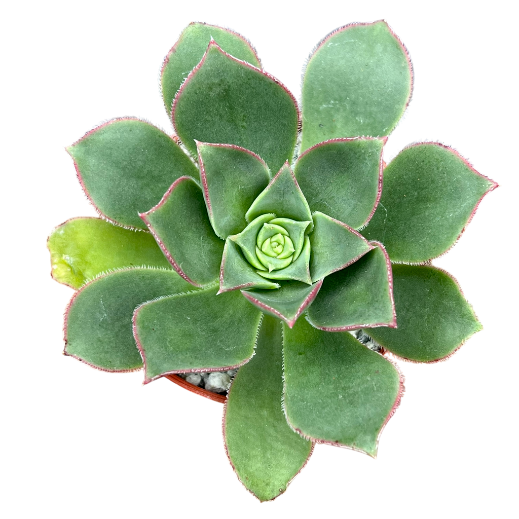 Aeonium 'Oz'