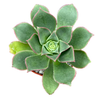Aeonium 'Oz'