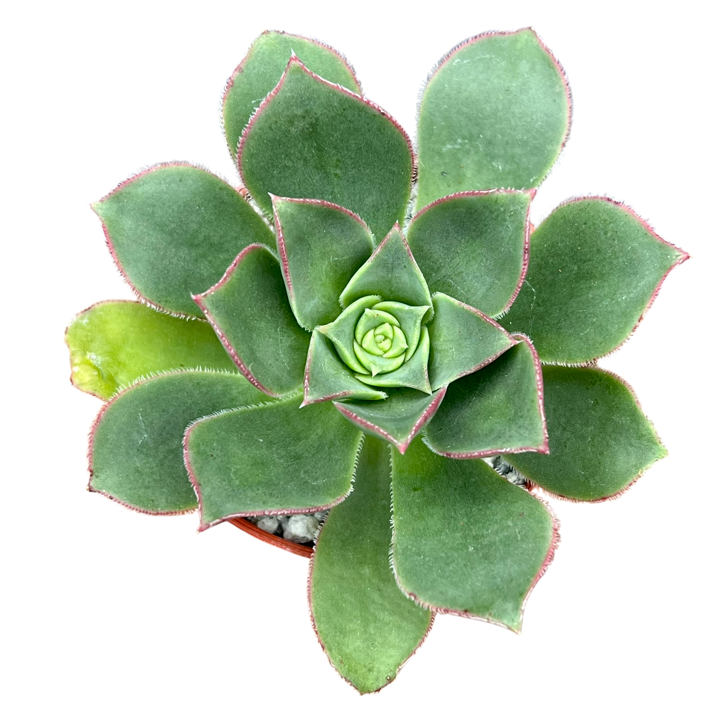 Aeonium 'Oz'