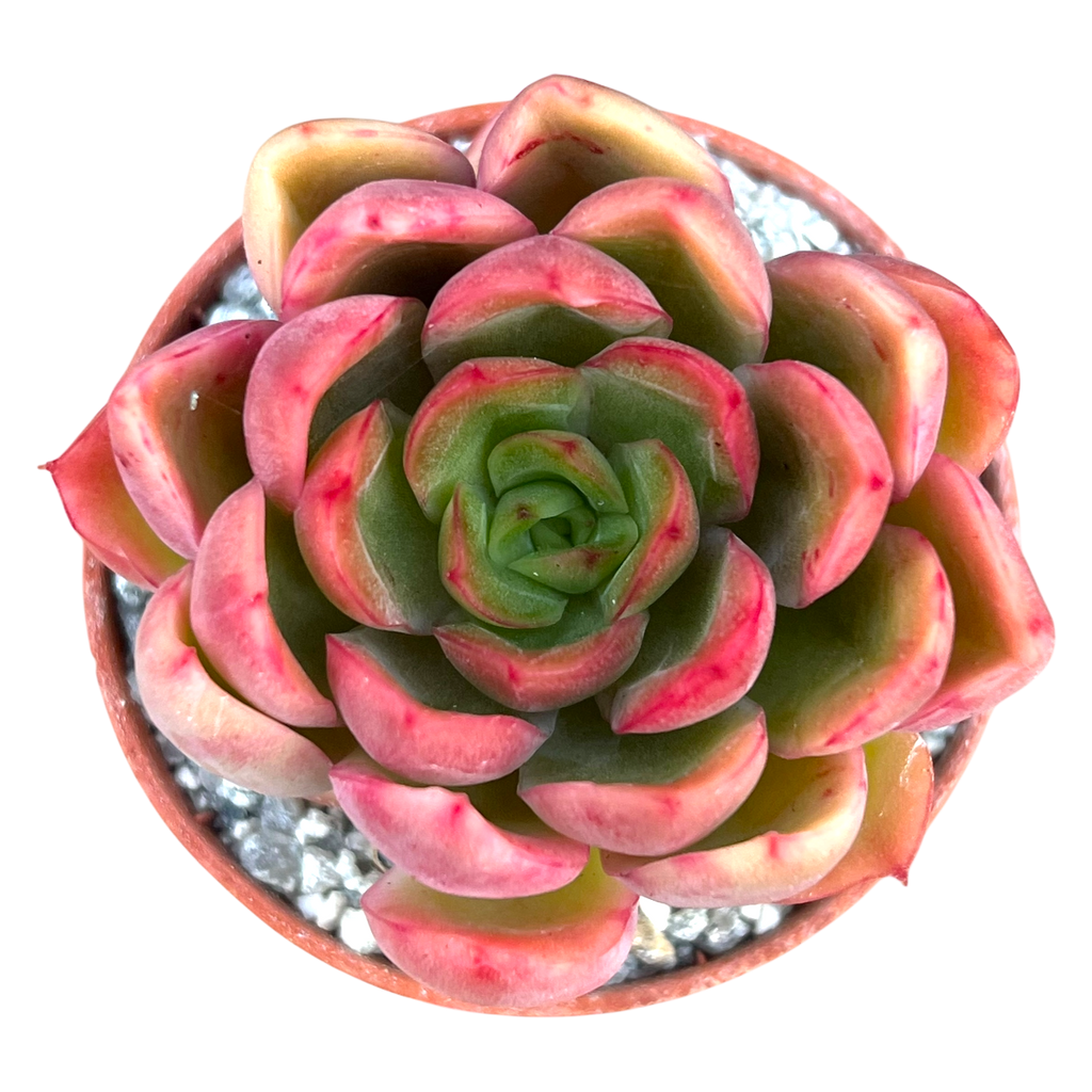 Echeveria pertela