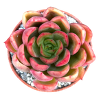 Echeveria pertela