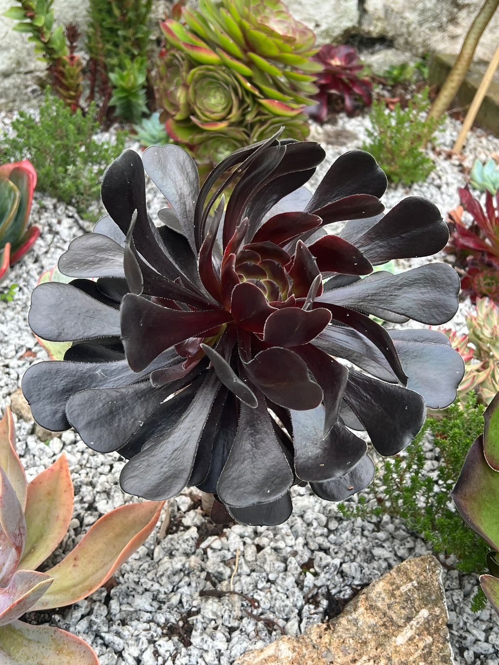 black succulent plant nz Aeonium 'Cashmere Black' – Surreal Succulents