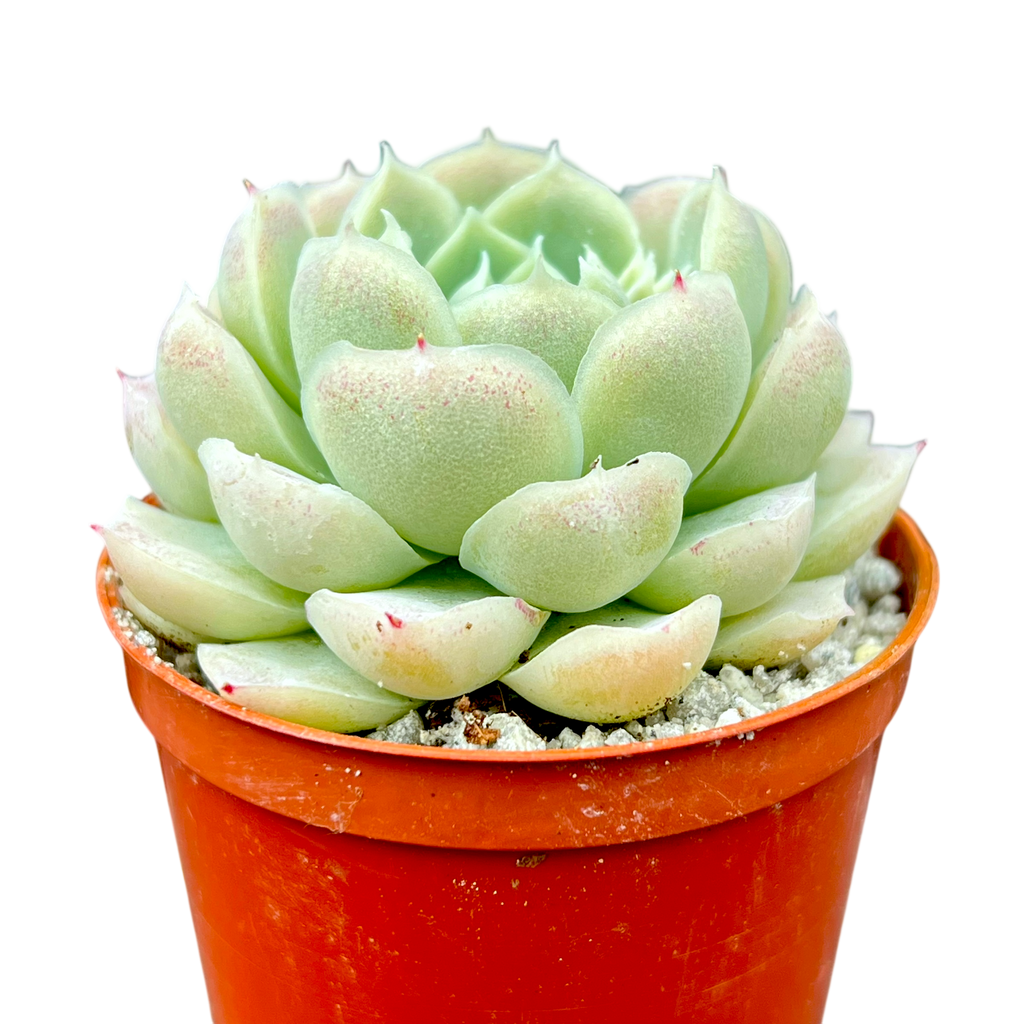 Echeveria 'Europa'