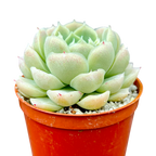 Echeveria 'Europa'