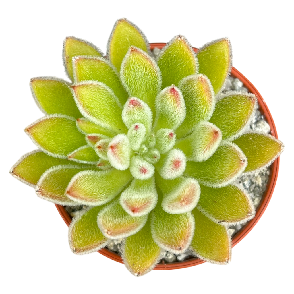 Echeveria 'Set-Oliver'