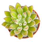 Echeveria 'Set-Oliver'