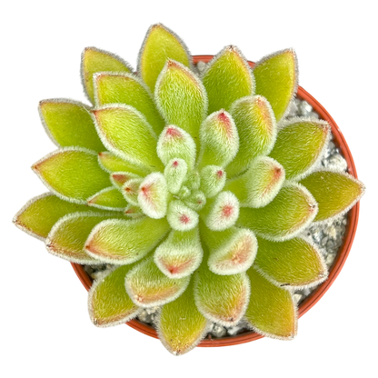 Echeveria 'Set-Oliver'