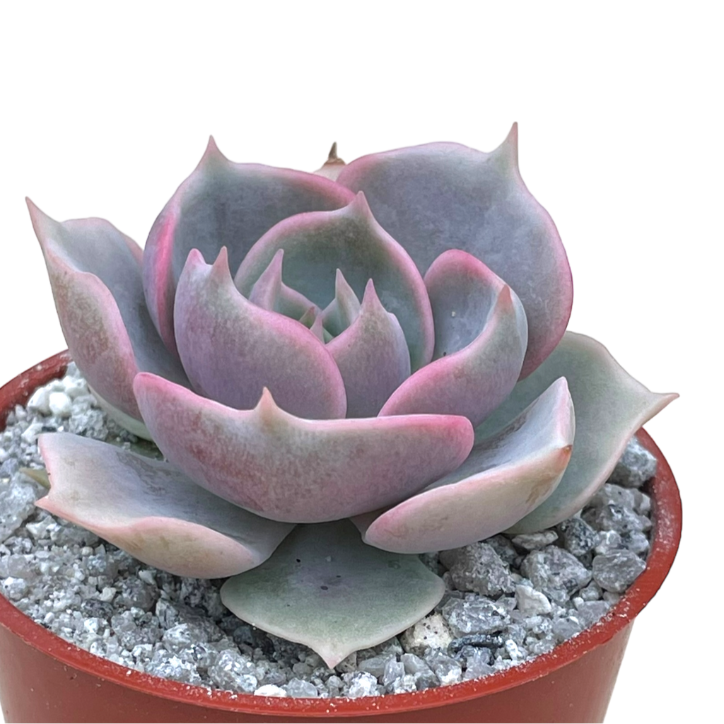 Echeveria 'Holy Gate'