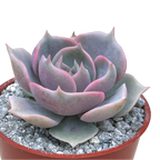 Echeveria 'Holy Gate'