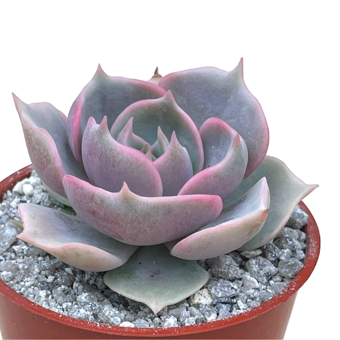 Echeveria 'Holy Gate'