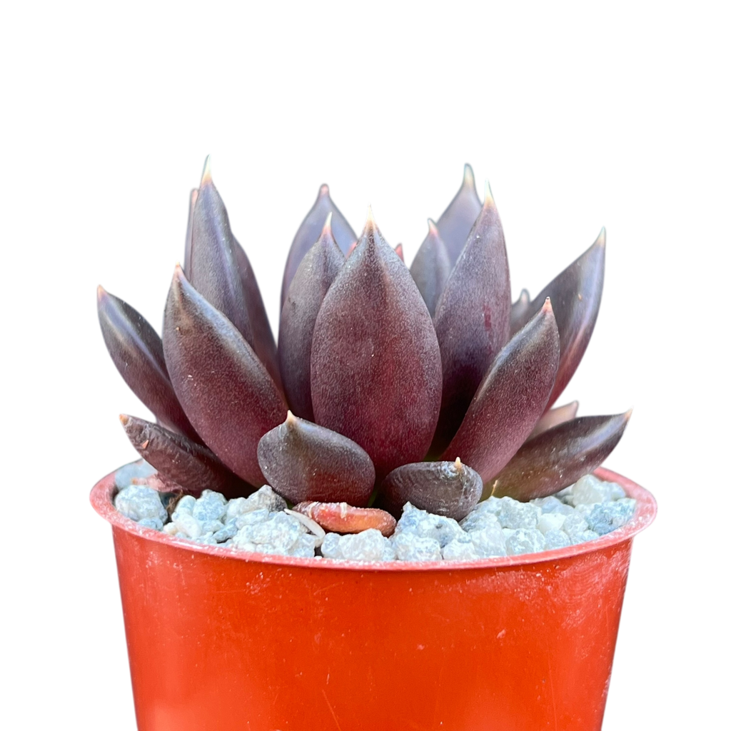 Echeveria affinis