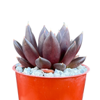Echeveria affinis
