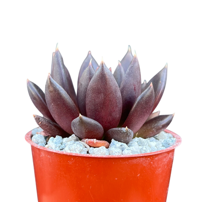 Echeveria affinis