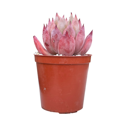 Echeveria 'Humming Bird'