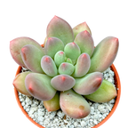 x Pachyveria 'Thunderbird'