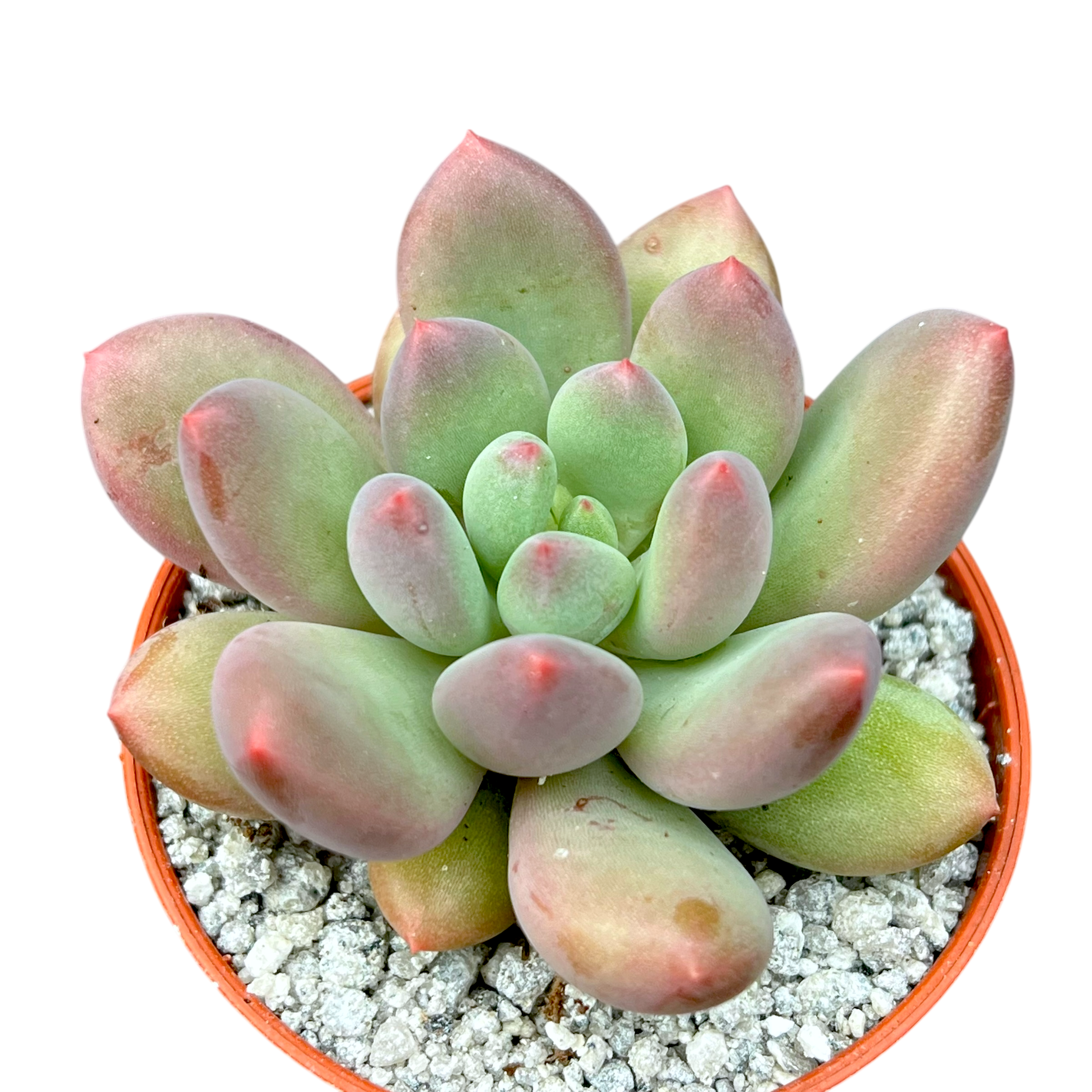 x Pachyveria 'Thunderbird'