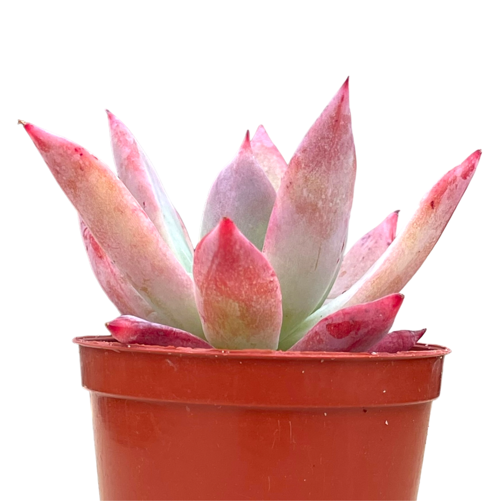 Echeveria colorata f. brandtii