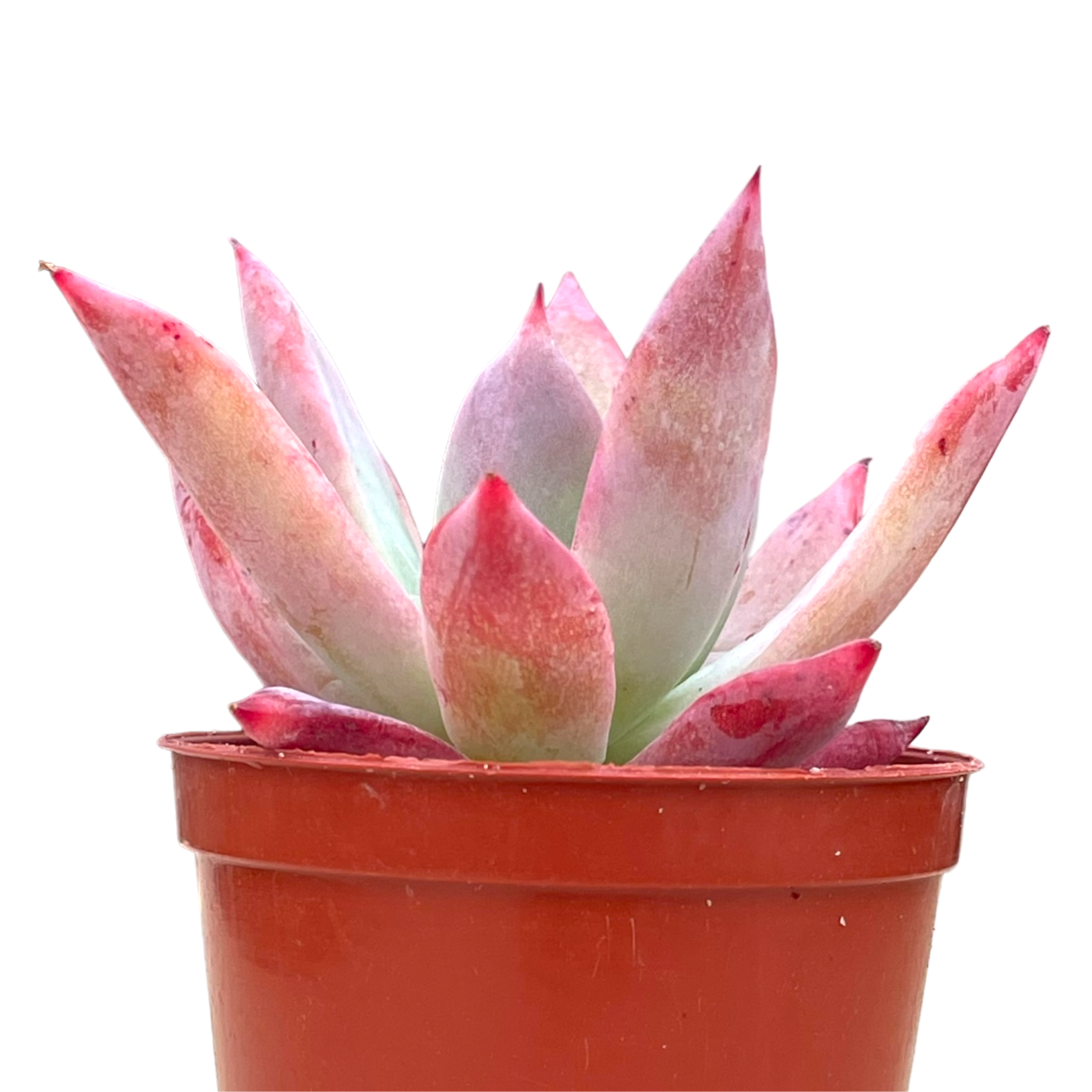 Echeveria colorata f. brandtii