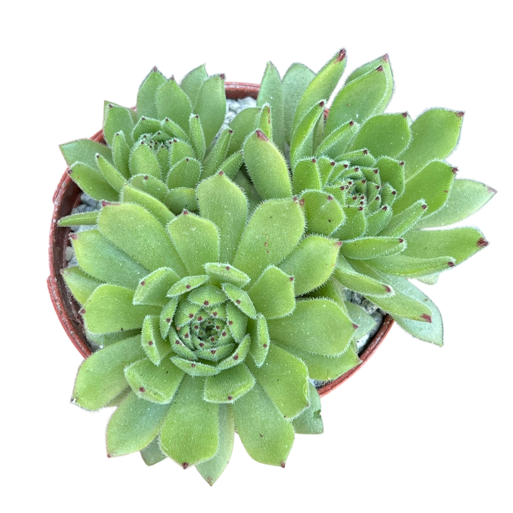 Sempervivum 'Chocolate Box'