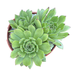 Sempervivum 'Chocolate Box'