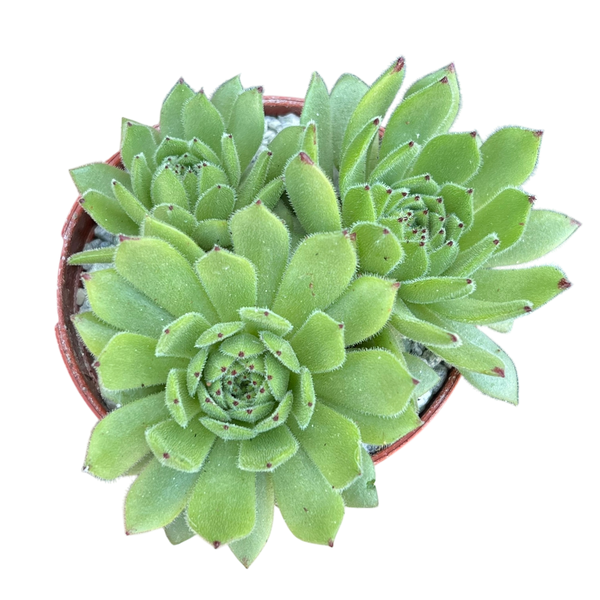 Sempervivum 'Chocolate Box'