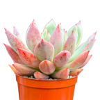 x Graptoveria 'Supernova'