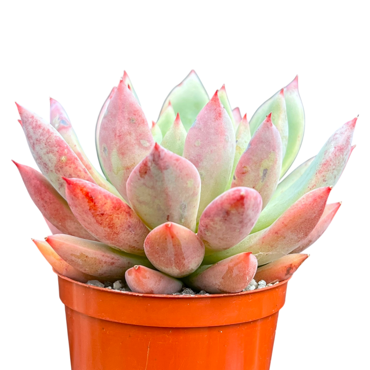 x Graptoveria 'Supernova'
