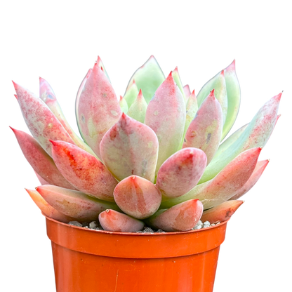 x Graptoveria 'Supernova'